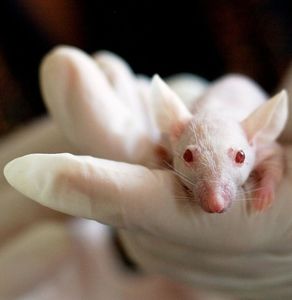Labormaus: Querschnittslähmung aufgehoben (Foto: pixabay.com, tiburi)