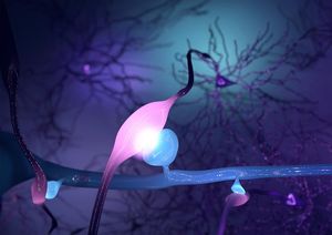 Größe der Synapsen in Großhirnrinde entscheidend (Bild: Kristian Herrera)