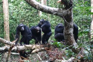 Schimpansen kämpfen im Team (Foto: Liran Samuni, Taï Chimpanzee Project)