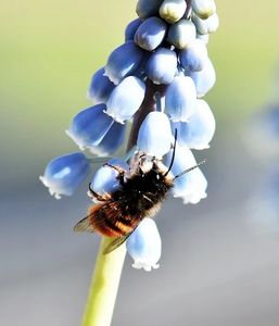 Wildbiene: Blütenvielfalt zahlt sich aus (Foto: Pitsch, pixabay.com)
