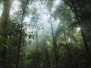 Regenwald in Brasilien: gerät immer mehr in Gefahr (Foto: pixabay.com, stokpic)
