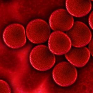 Blut unter dem Mikroskop: 