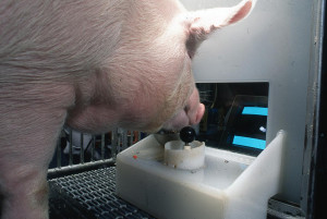 Schwein beim Gamen: Rüssel ersetzt die Hände (Foto: Eston Martz, psu.edu)