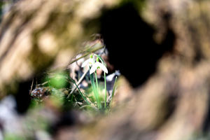 Zierliche Frühlingsbotin im Auwald (Foto: Heinrich Wicke)