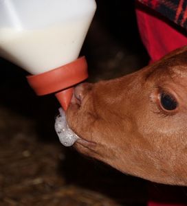 Kalb bei der umstrittenen Fütterung mit Sperrmilch (Foto: pixabay.com)