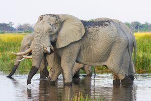 Elefanten in Afrika: Illegaler Elfenbeinhandel boomt (Foto: prowildlife.de)