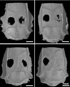 3D-Biodruck: Forscher lassen Knochen wachsen (Foto: Jinwu Wang, en.sjtu.edu.cn)