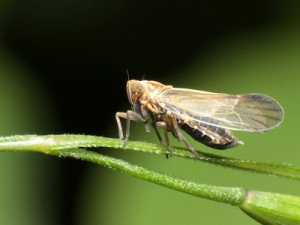 Zikadenflügel können Bakterien schnell töten (Foto: Frank Hollenbach/pixelio.de)
