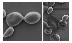Schwarzer Phosphor zerstört Spore von Candida auris effektiv (Foto: rmit.edu.au)