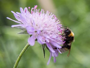 Mit Pollen von Acker-Witwenblume bedeckte Erdhummel (Foto: Peter Leßmann, WWU)