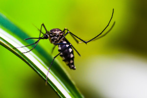 Moskito: Kinder fallen Malaria oft zum Opfer (Foto: pixabay.com, shammiknr)
