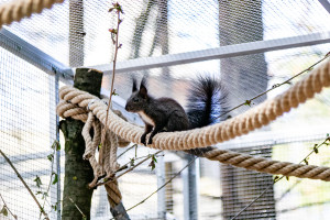 Eichhörnchen (Foto: Gut Aiderbichl GmbH)
