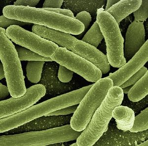 Bakterien: Forscher benennen neue Art nach 