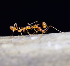 Ameisen: Gehirn von Sozialparasiten wird kleiner (Foto: pixabay.com, dslr99)
