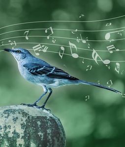 Spottdrossel nutzt musikalische Techniken wie Menschen (Foto: ae.mpg.de)