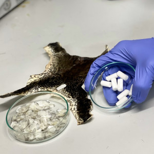 Haut und Schuppen: Daraus werden weiße Pellets (Foto: NTU Singapore)