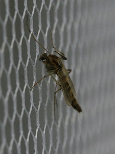 Moskito: Nicht nur Netze helfen (Foto: jaredcaraway, pixabay.com) Moskito: Nicht nur Netze helfen (Foto: jaredcaraway, pixabay.com)