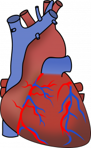 Herz: Frauen erkranken häufig anders (Foto: pixabay.com, OpenClipart-Vectors) Herz: Frauen erkranken häufig anders (Foto: pixabay.com, OpenClipart-Vectors)