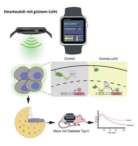 So funktioniert das mit Grünlicht regulierte Gen-Netzwerk (Grafik: ethz.ch)