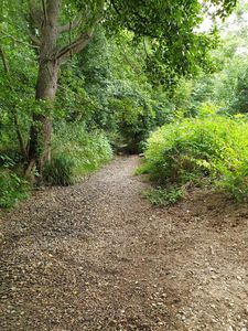 Urselbach, Juli 2020: betroffenes Lokalbeispiel (Foto: senckenberg.de, Babitsch)
