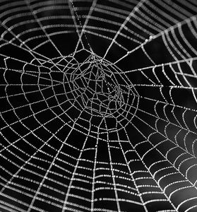 Spinnennetz: neuer Ansatz gegen Infektionen (Foto: pixabay.com, ClaudiaWollesen)