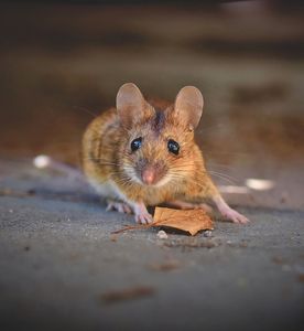 Maus: Sinneszellen in der Nase nehmen Gefahr wahr (Foto: pixabay.de/Capri23auto)