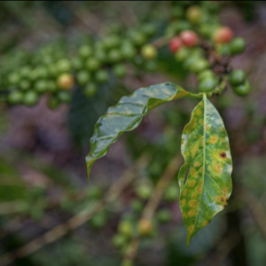 Kaffeerost: Droht wegen COVID-19 jetzt verstärkt aufzutreten (Foto: Zack Guido)