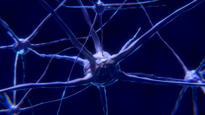 Nervenzellen: Glaube eindeutig verortet (Foto: pixabay.com, Colin Behrens)