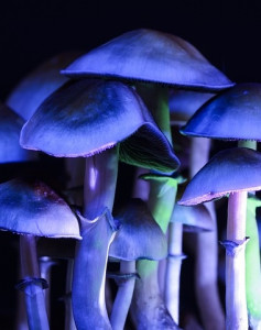Pilze: Psilocybin gegen Depressionen (Foto: TherapeuticShroom, pixabay.com) Pilze: Psilocybin gegen Depressionen (Foto: TherapeuticShroom, pixabay.com)
