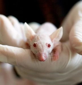 Labormaus: Impfung zögert Darmkrebs deutlich hinaus (Foto: pixabay.com, tiburi)