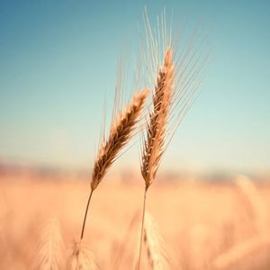 Zwei Ähren: Antike Sorten sind gesünder (Foto: pixabay.com, picjumbo_com)