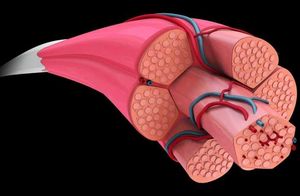 Blutkapillaren versorgen Muskeln mit Sauerstoff und Nährstoffen (Bild: ethz.ch)