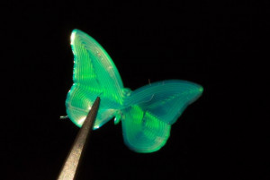 Synthetischer Schmetterlingsflügel aus dem 3D-Drucker (Foto: Jeroen Sol)