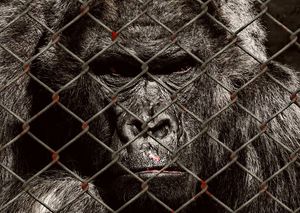 Gorilla: gefährdete Arten werden gehandelt (Foto: pixabay.com, Alexas_Fotos)
