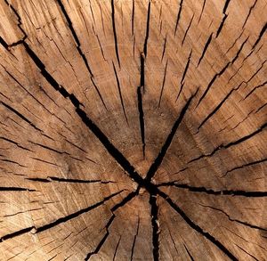 Holz: Daraus lässt sich Ethanol gewinnen (Foto: pixabay.de/PublicDomainPictures)