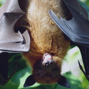 Fledermaus: Jungtiere babbeln wie Babys (Foto: pixabay.com, Sweetaholic)