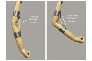 Ein vom neuen Formgedächtnis-Polymer bewegter Puppenarm (Fotos: pubs.acs.org) Ein vom neuen Formgedächtnis-Polymer bewegter Puppenarm (Fotos: pubs.acs.org)