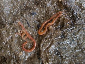 Meeres-Hundertfüßer Strigamia maritima (Foto: Hans Reip, bit.ly/3ij2f0z)