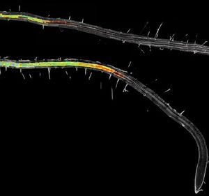 Mit Suberin beschichtete eingefärbte Pflanzenwurzeln (Foto: unige.ch)