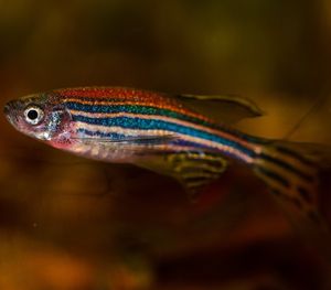 Zebrafisch: Abwägungsverhalten nachgewiesen (Foto: Kuznetsov_Peter, pixelio.de)