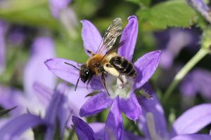 Andrena bicolor (Foto: Sylvia Wanzenböck)