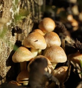 Wildpilze: Großteil ist radiaktiv belastet (Foto: pixabay.com, BadBoy3454)