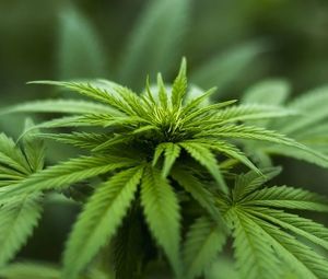 Cannabis: Krebspatientinnen behandeln sich selbst (Foto: herbalhemp, pixabay.de)