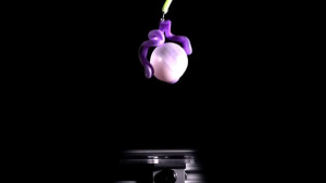 Ballon-Greifer transportiert sanft einen Ball (Foto: engineering.princeton.edu)