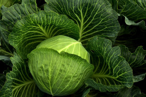 Kohl: bei Migräne gesund und schmerzlindernd (Foto: pixabay.com, Ulrike Leone)