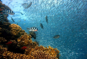 Korallenriffe: Sie bieten Fischen einen Lebensraum (Foto: joakant, pixabay.com)