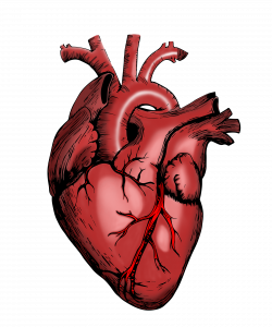 Herz: Neues Verfahren zeigt Veränderungen auf (Foto: pixabay.com, mandrakept)