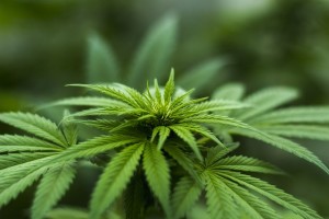 Cannabis: Gefährliche Werbung für Marihuana (Foto: Herbal Hemp, pixabay.com)