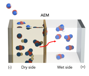 Prozess-Skizze: Aus CO2 (rot/blau) wird Bicarbonat (rechts) (Grafik: Aditya Prajapati, uic.edu)