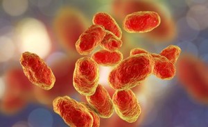 Künstlerische Darstellung des gefährlichen Bakteriums Haemophilus influenzae (Grafik: uq.edu.au)